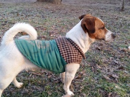 В Херсоне собака породы джек-рассел-терьер ищет своего хозяина