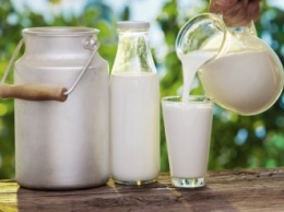 Украинские фермеры сдают молоко в полтора раза дешевле, чем в России