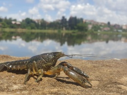 Раки, способные себя клонировать, постепенно захватывают Европу!