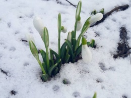 В Одессе сквозь снег пробиваются первые подснежники. Фото