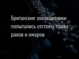 Британские зоозащитники попытались отстоять права раков и омаров