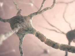 Биологи впервые увидели, как рождаются новые клетки мозга
