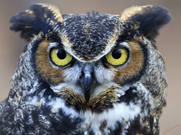 Ученые: глаза совы можно увидеть в ее ушах (ФОТО)