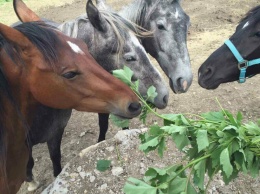 На частной ферме под Одессой неизвестные украли четырех лошадей