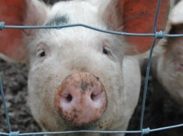 Из-за АЧС укринским фермерам возможно придется забыть о разведении свиней