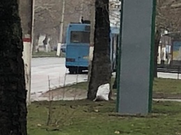 В Херсоне водитель рейсового автобуса проигнорировал красный сигнал светофора