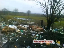 Местные жители нашли 20 туш свиней на стихийной свалке на Николаевщине