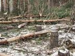 В Павлограде продолжается незаконная порубка леса