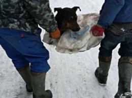 Запорожцы спасали животное, которые не могло выбраться из затопленного экскрементами подвала. ФОТО