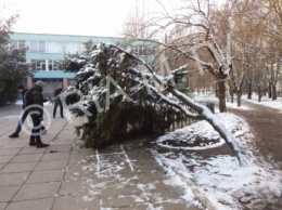 Во дворе школы рухнула елка (фото)