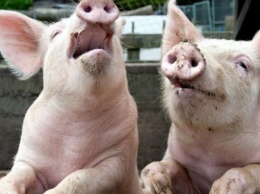 В Украине стремительно сокращается поголовье свиней