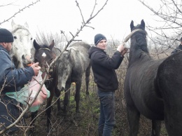 В поле под Одессой нашли лошадей, которых увели с частной фермы: животные истощены и измучены