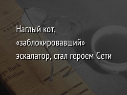 Наглый кот, «заблокировавший» эскалатор, стал героем Сети