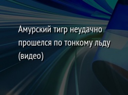 Амурский тигр неудачно прошелся по тонкому льду (видео)