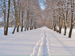 Донецк: опубликованы фото ботанического сада в снегу