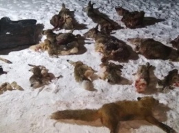 Очередной беспредел браконьеров в Черниговской области