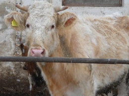 В Польше корова сбежала от скотобойни на остров посреди озера и не подпускает к себе людей