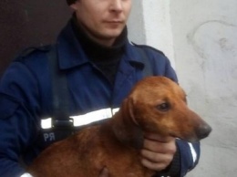 В Терновке спасатели вытащили застрявшую между домами собаку