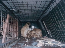 Фотофакт: Зоозащитники с боем отбивали животных, которых везли на смерть