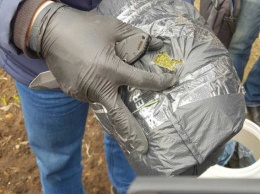 У шайки наркозакладчиков с главарем из Баштанки изъяли марихуаны на миллион гривен