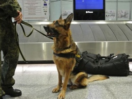 В запорожском аэропорту служебная собака облаяла марокканца