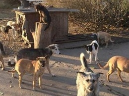 Инцидент между бердянскими защитниками собак и харьковскими собаколовами вышел за рамки города