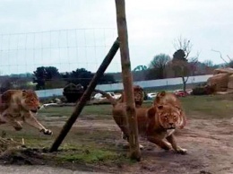 Львы "атаковали" застрявших в сафари-парке туристов (видео)