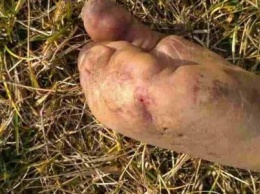В Кременчугском районе местные нашли труп без пальцев на руке (ФОТО)