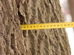 Деревья на Валу. Зеленбуд планирует сносить, активисты - лечить