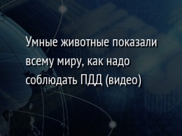 Умные животные показали всему миру, как надо соблюдать ПДД (видео)