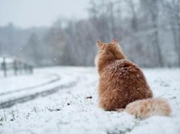 Украинцев ожидают морозы и снегопады: подробности