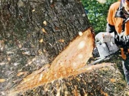 В Славянске на скамье подсудимых оказался мужчина, обвиняемый в незаконной вырубке 114 деревьев