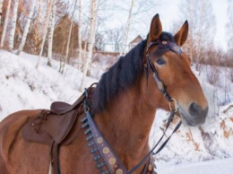 В Ивано-Франковской области лошадь спасла пьяного хозяина