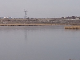 В Ингульском районе Николаева лебеди примерзли ко льду