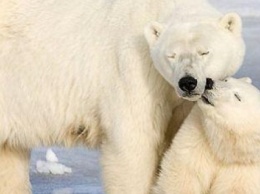 Сегодня Международный день полярного медведя