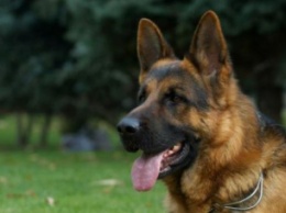 В США собака получила четыре пули, спасая 16-летнего хозяина от грабителей