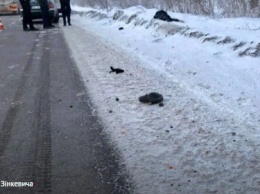 На обочине трассы во Львовской области нашли труп