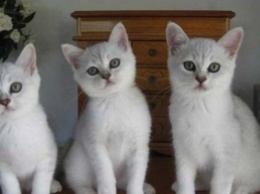 1 марта отмечают Всемирный день кошек: интересные факты (фото)