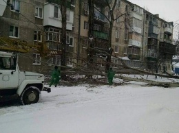 В Одессе непогода повалила огромный старый тополь на одной из улиц