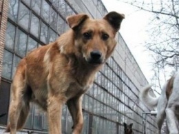 "Собаки продолжают терроризировать жителей города", - в Славянске просят решения проблемы