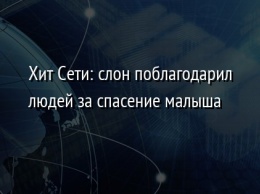 Хит Сети: слон поблагодарил людей за спасение малыша