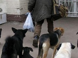 Программа борьбы с бродячими собаками в Бердянске не утраивает их защитников