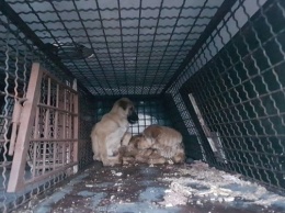 Собак везли на смерть: Драка запорожских зооактивистов с представителями харьковского приюта. Новые подробности