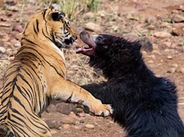 Схватку тигра и медведицы засняли на видео