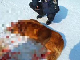В Днепре живодеры убили собаку из охотничьего ружья