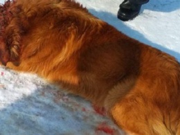 В Днепре дети нашли собаку со следами огнестрельных ранений