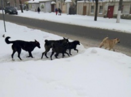 Николаевцы жалуются на большие стаи собак по всему городу