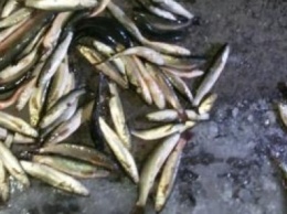 В Мариуполе на выходных браконьеры наловили рыбы на 67 тысяч гривен (ФОТО)