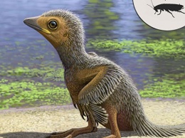 Палеонтологи нашли останки птенца одной из первых птиц на Земле