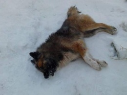 Вниманию владельцев собак: на поселке Котовского разбросан крысиный яд